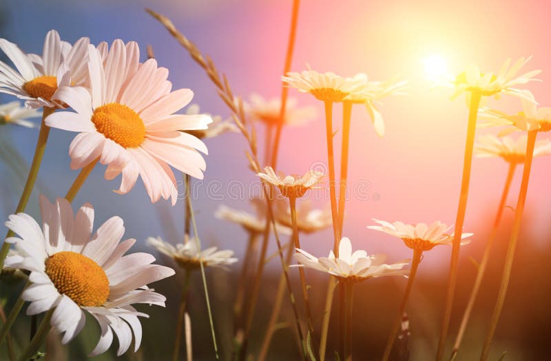 Spring daisies at dawn stock photo. Image of spring, backgrounds 19854532