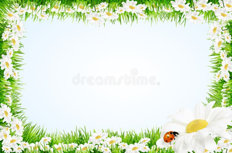Spring daisies and ladybird border
