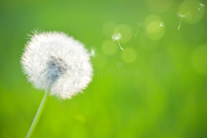 Spring dandelion