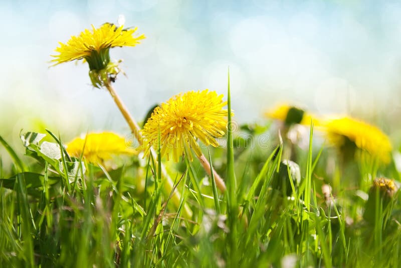Dandelions stock image. Image of dandelion, season, spring 4798695