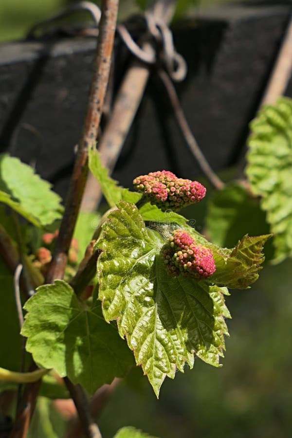 Spring developing leaves and flower buds of climbing plant Riverbank Grape, also called Frost Grape, latin name Vitis Riparia stock image