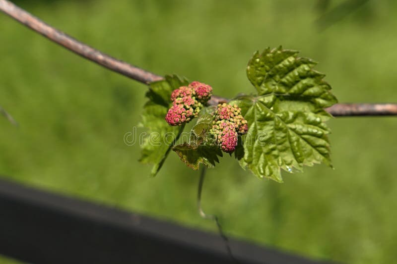 Spring developing leaves and flower buds of climbing plant Riverbank Grape, also called Frost Grape, latin name Vitis Riparia stock images