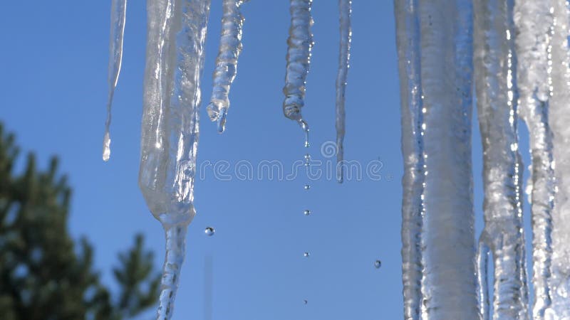 Spring drops, icicles