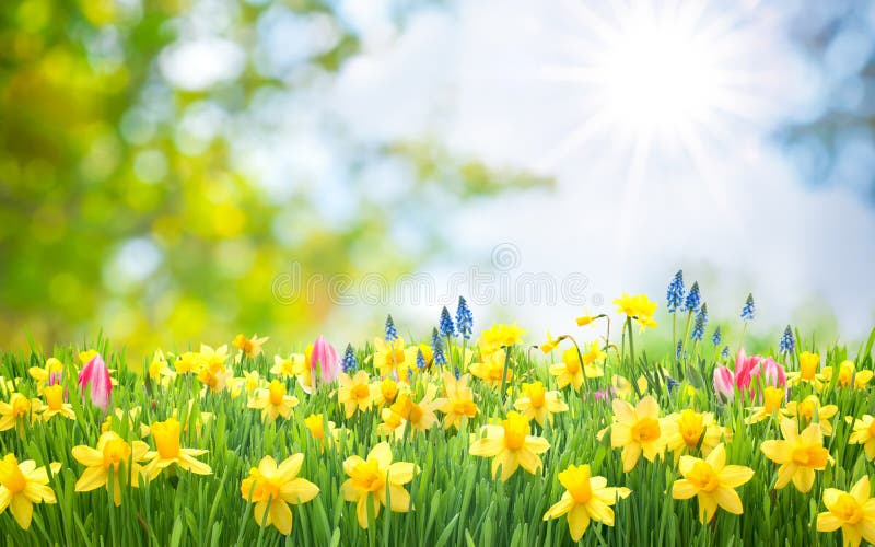 Spring Easter background with beautiful yellow daffodils