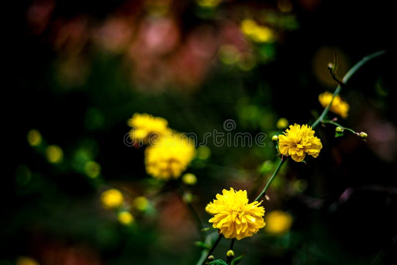 Spring Easter Background with Beautiful Yellow Flowers Stock Photo