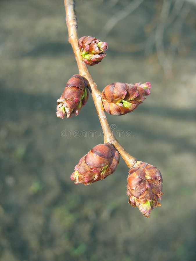 Spring. Elm twig with melting buds royalty free stock photography