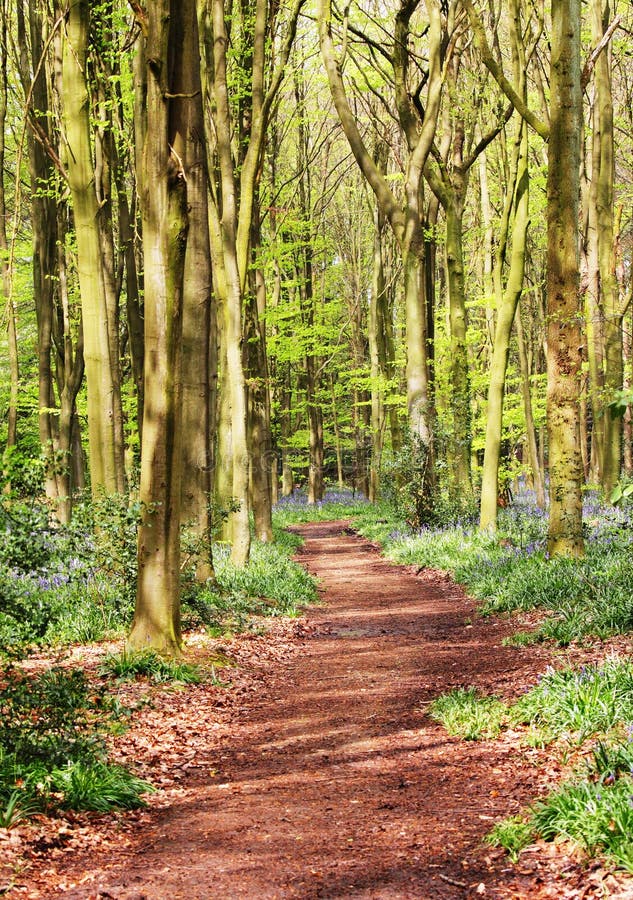 Spring in an English Wood