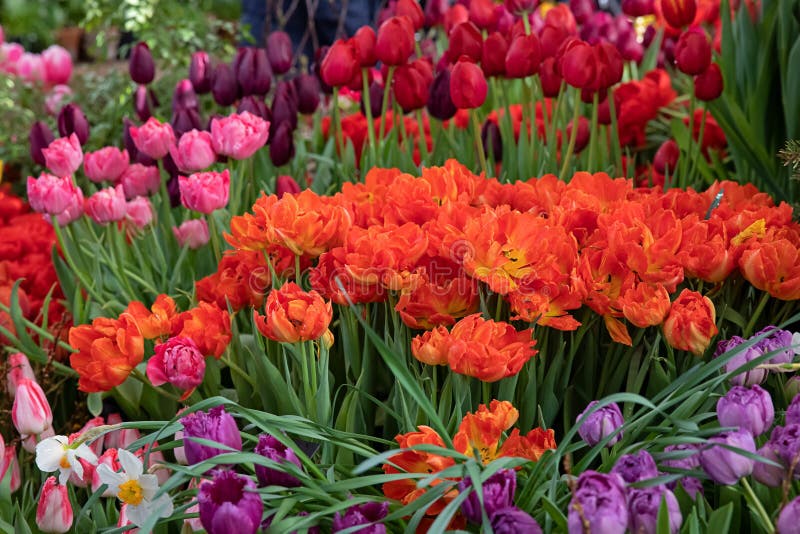 Spring Exhibition of Beautiful Tulips of Different Colors. Fresh ...