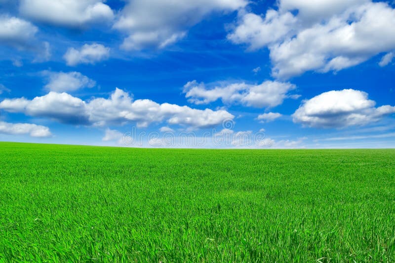 The spring field. The field and blue sky.