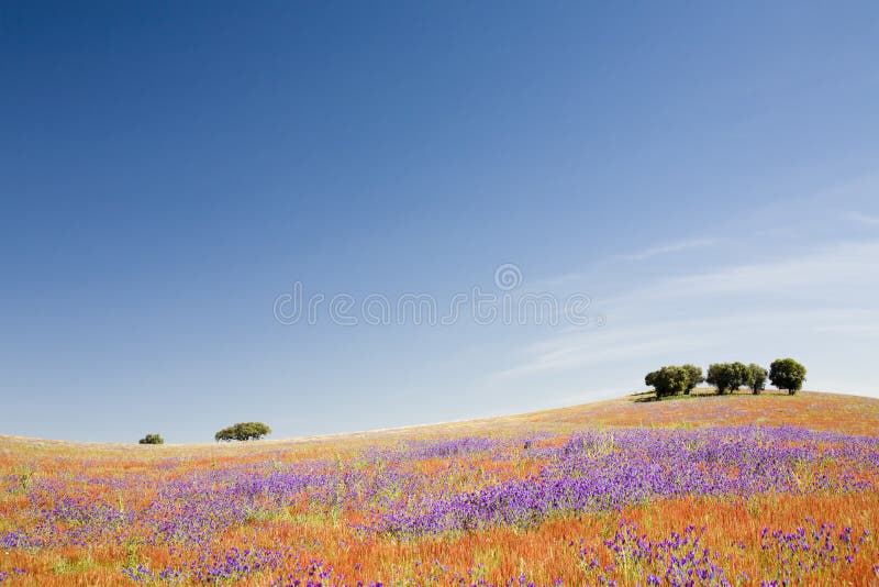 Spring field - Alentejo, Portugal