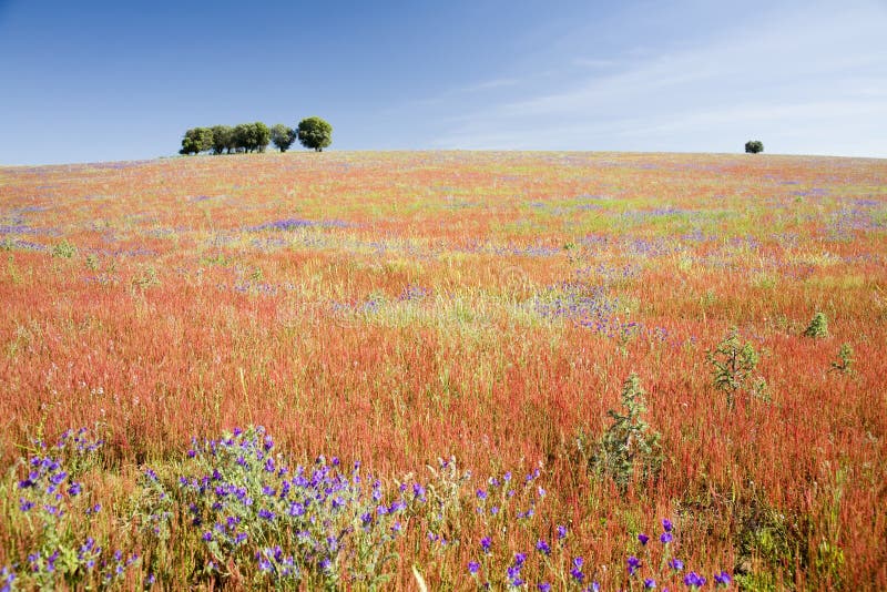 Spring field - Alentejo, Portugal stock photos