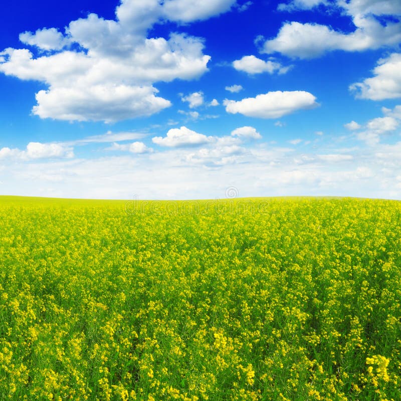 Spring field stock photo. Image of meadow, outdoor, beautiful 34067212