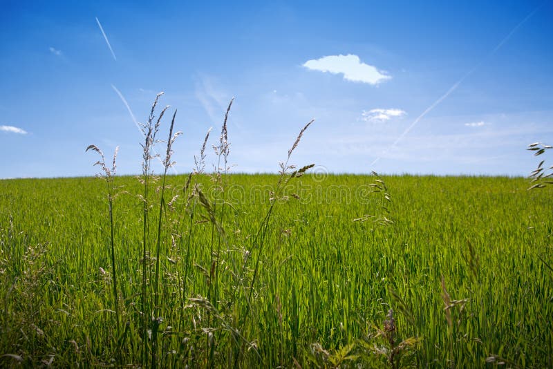 Green Grass Field and Bright Blue Sky with White Cloud. Stock Image