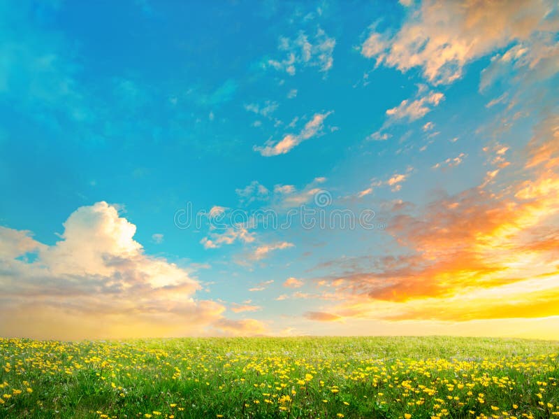 Spring field landscape with flowers an sunrise