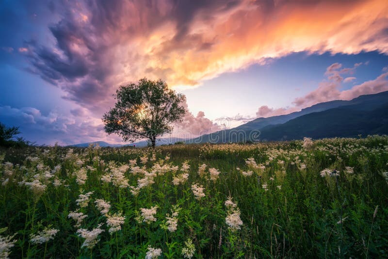 Spring field with lonely tree at sunset