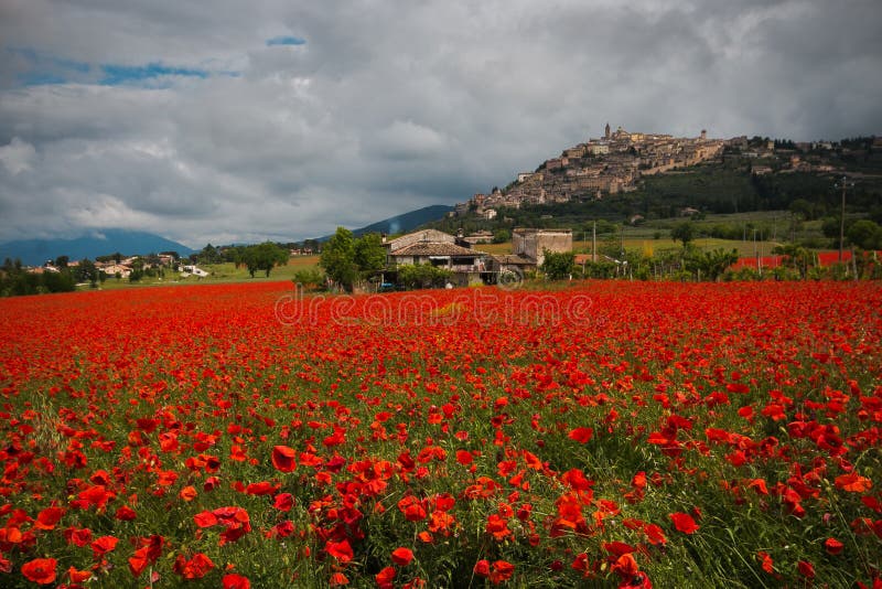 Spring field of red poppies in the umbria region, Italy