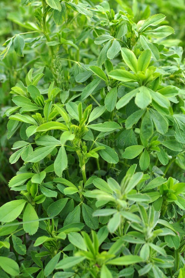 In The Spring Field Young Alfalfa Grows Stock Photo Image of closeup