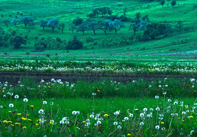 Spring fields