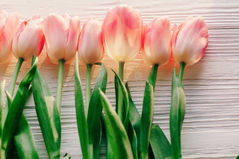 Spring flat lay. pink tulips on white rustic wooden background f