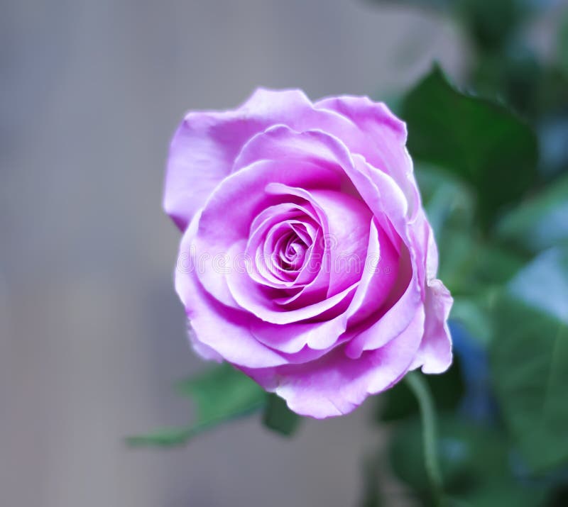 Spring Floral Background. Beautiful Red Rose Flower Stock Photo Image