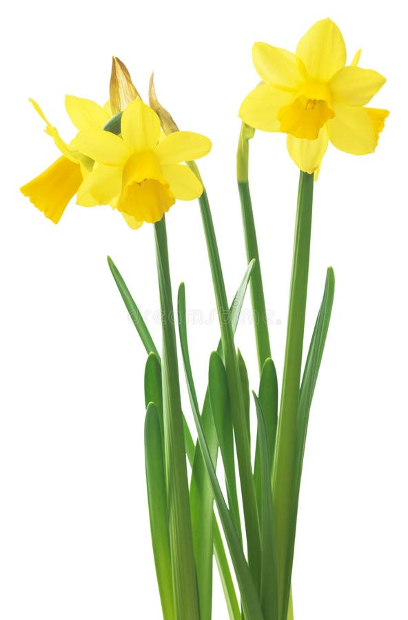 Spring Floral Border, Beautiful Fresh Daffodils Flowers, Isolated on ...