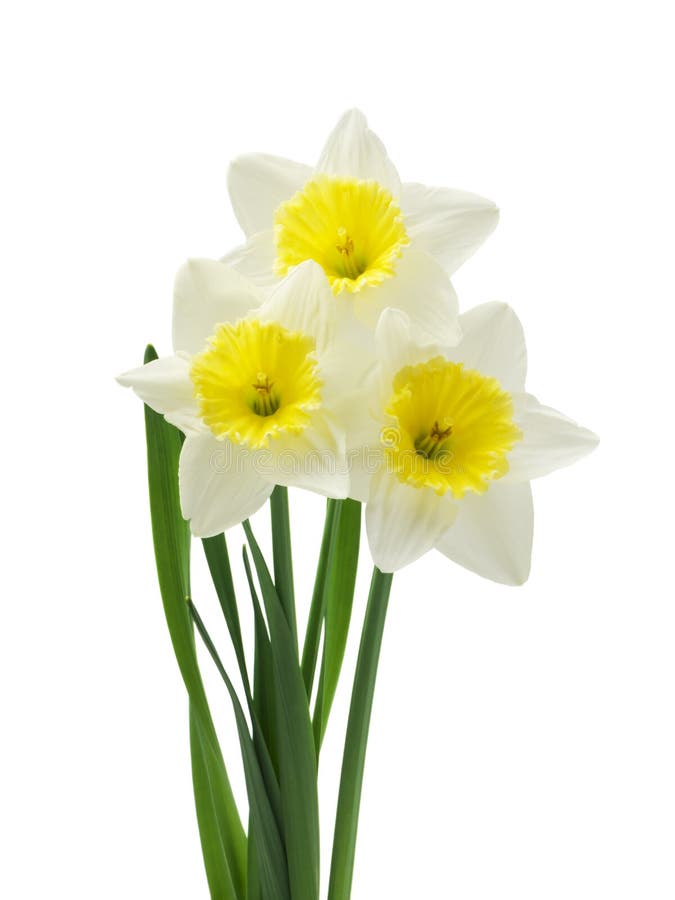 Spring Floral Border, Beautiful Fresh Daffodils Flowers, Isolated on ...