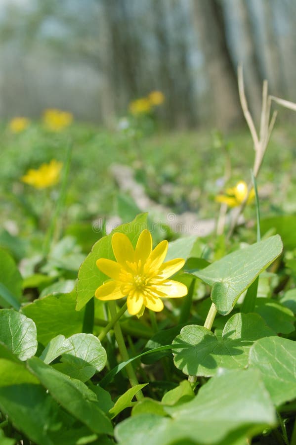 Spring flower