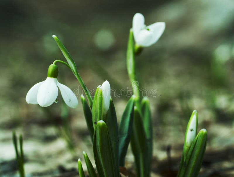 White snowdrop flower stock image. Image of green, outdoor - 12317007
