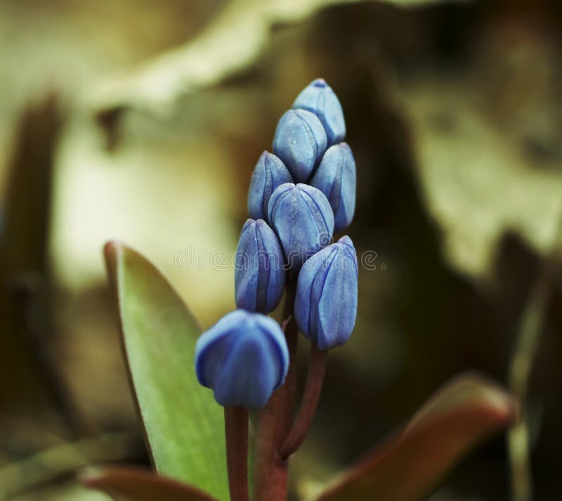 Spring flower