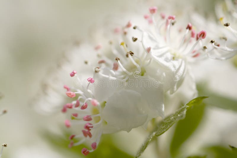 Spring flower