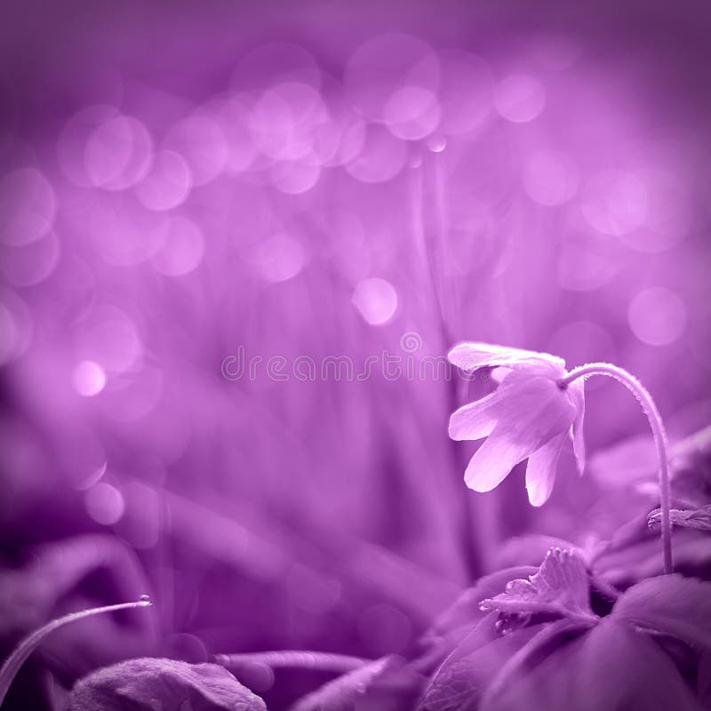 Spring flower Awakening stock photo. Image of anemone 52820204