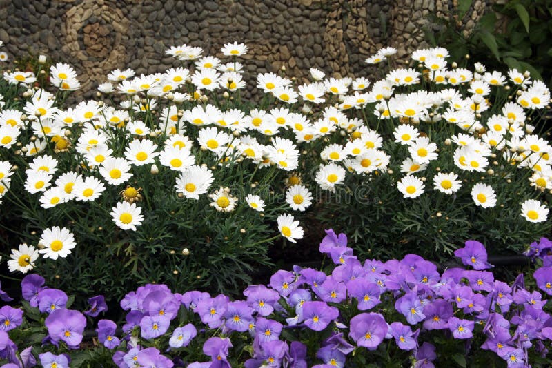 Spring flower beds stock image. Image of bloom, violets 80404421