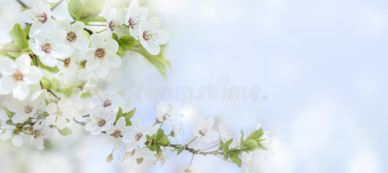 Spring flower blossom closeup with bokeh background. Springtime nature scene with cherry blossom tree in japanese garden and