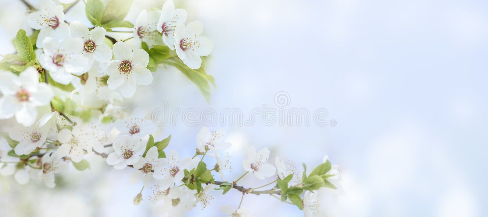 Spring Background Stock Photos and Images - 123RF