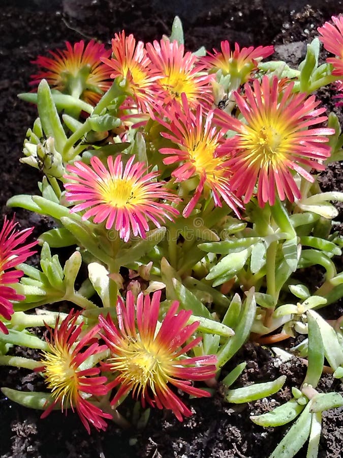 Spring Flower Brings Smiles Stock Image Image of flower, brings