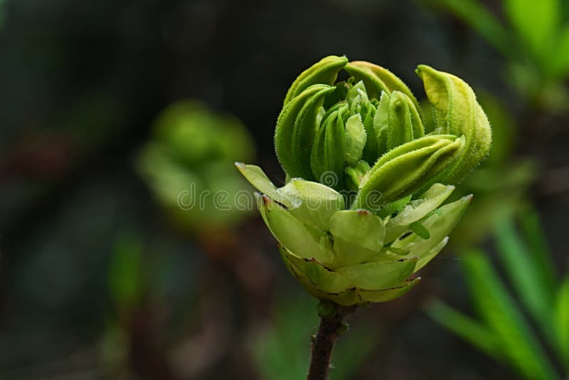 Spring flower bud cluster of Yellow Azalea decorative shrub, latin name Rhododendron Luteum, shaped like closed claw