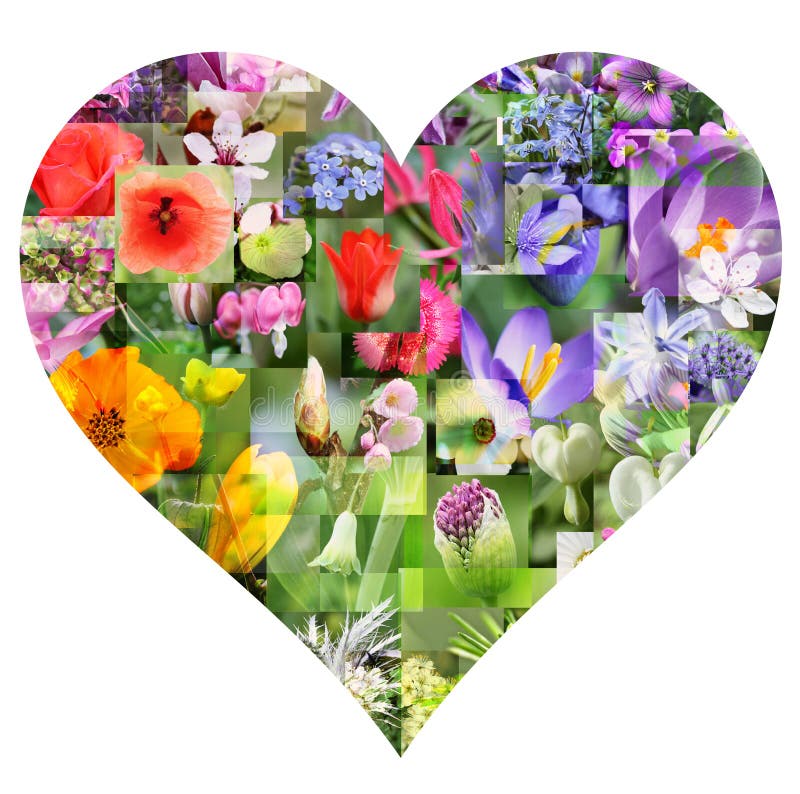 Spring flower collage in heart shape on white background