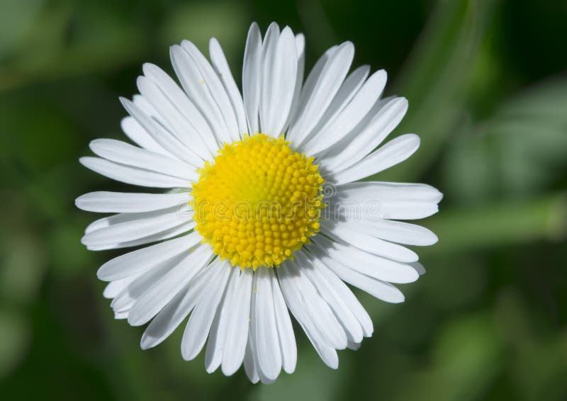 Spring flower daisies stock image. Image of grass, chamomile 31062211