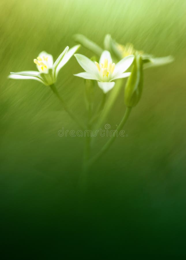 Spring flower in the field