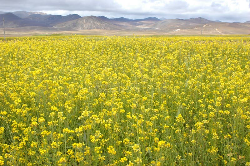 The spring flower field