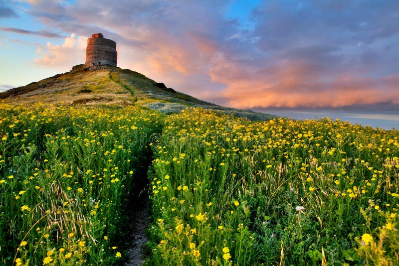 Spring Flower Field with Trail To Castle Tower Stock Image Image of