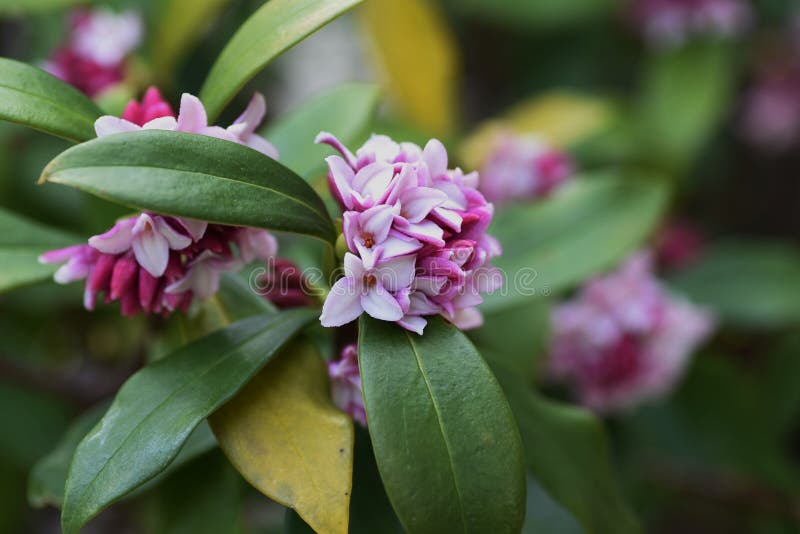 Daphne stock photo. Image of aromatic, effect, flowers 140839166