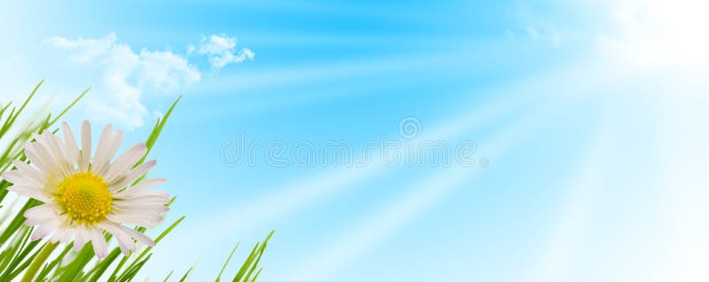 Spring flower, grass and sun background