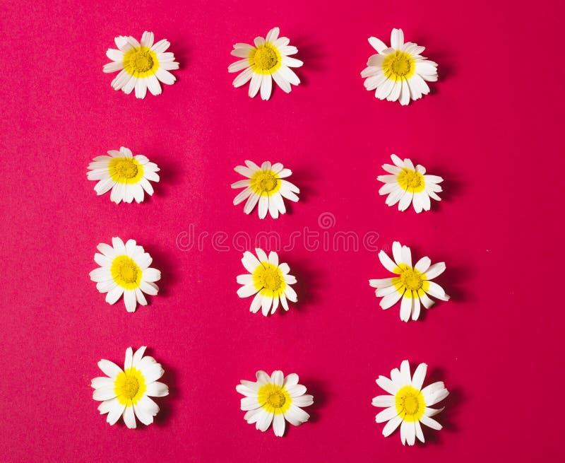 Spring Flower, Margarita on Coloured Background Stock Image Image of frame, flora 221978707