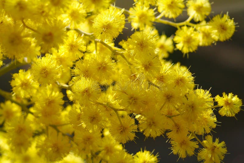 Large Mimosa flowers stock photo. Image of bush, flower 173508188