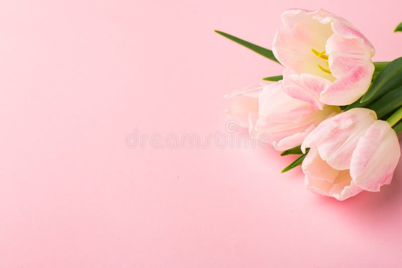 Spring Flower Pink Tulips on the Pink Background with Copyspace. Theme of  Love, Mother`s Day, Women`s Day Stock Photo - Image of spring, design:  172600084