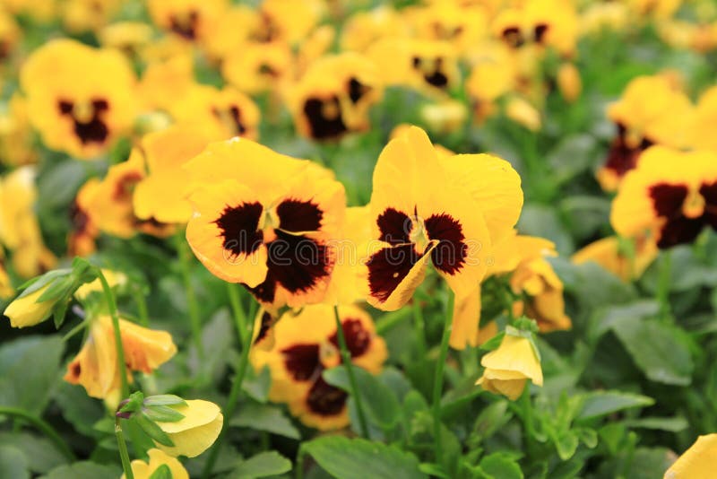 The Spring Flower Pot, the Garden Pansy Stock Image Image of flower