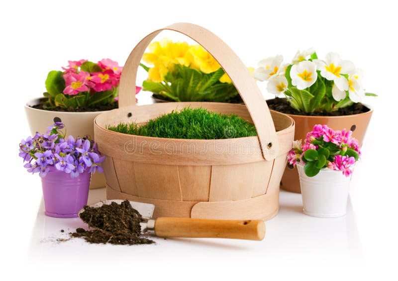 Spring flower in pot with green grass basket