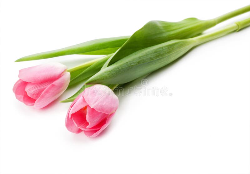 Spring Bouquet. Lily of the Valley and Lilac in a Basket Isolate Stock ...