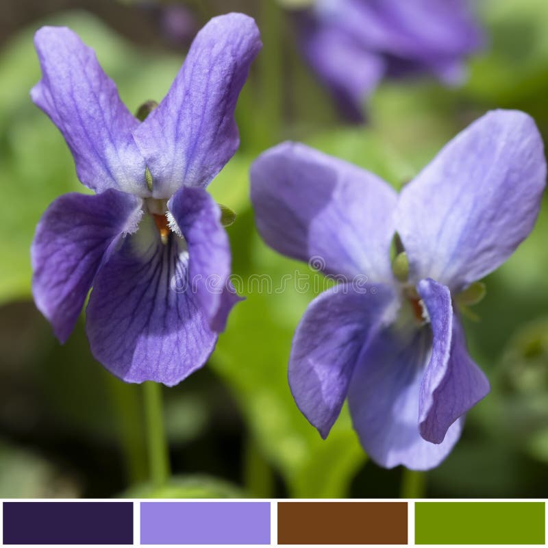 Flower, Violet, Purple, Close Up Picture. Image 100197968